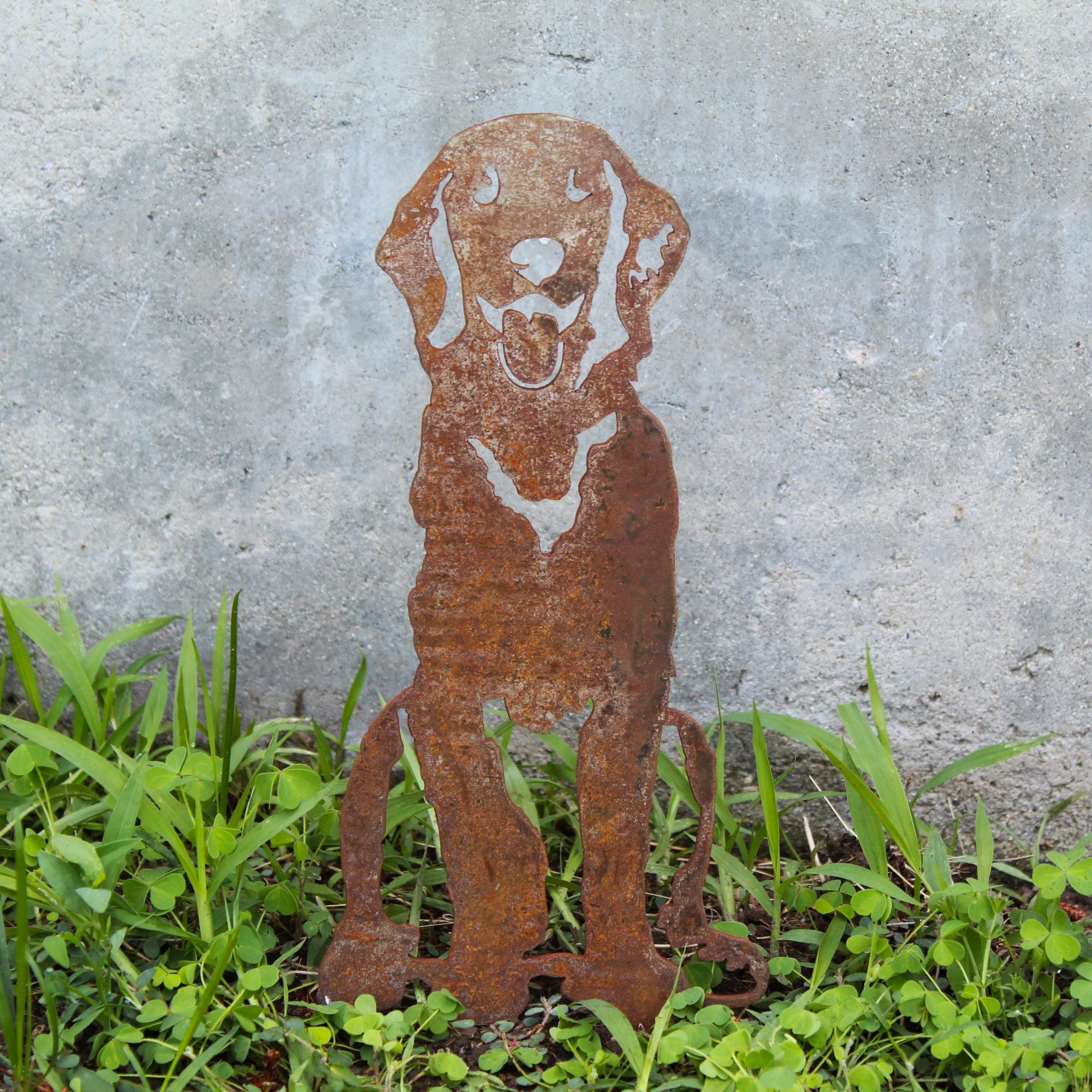 Flat Coated Retriever