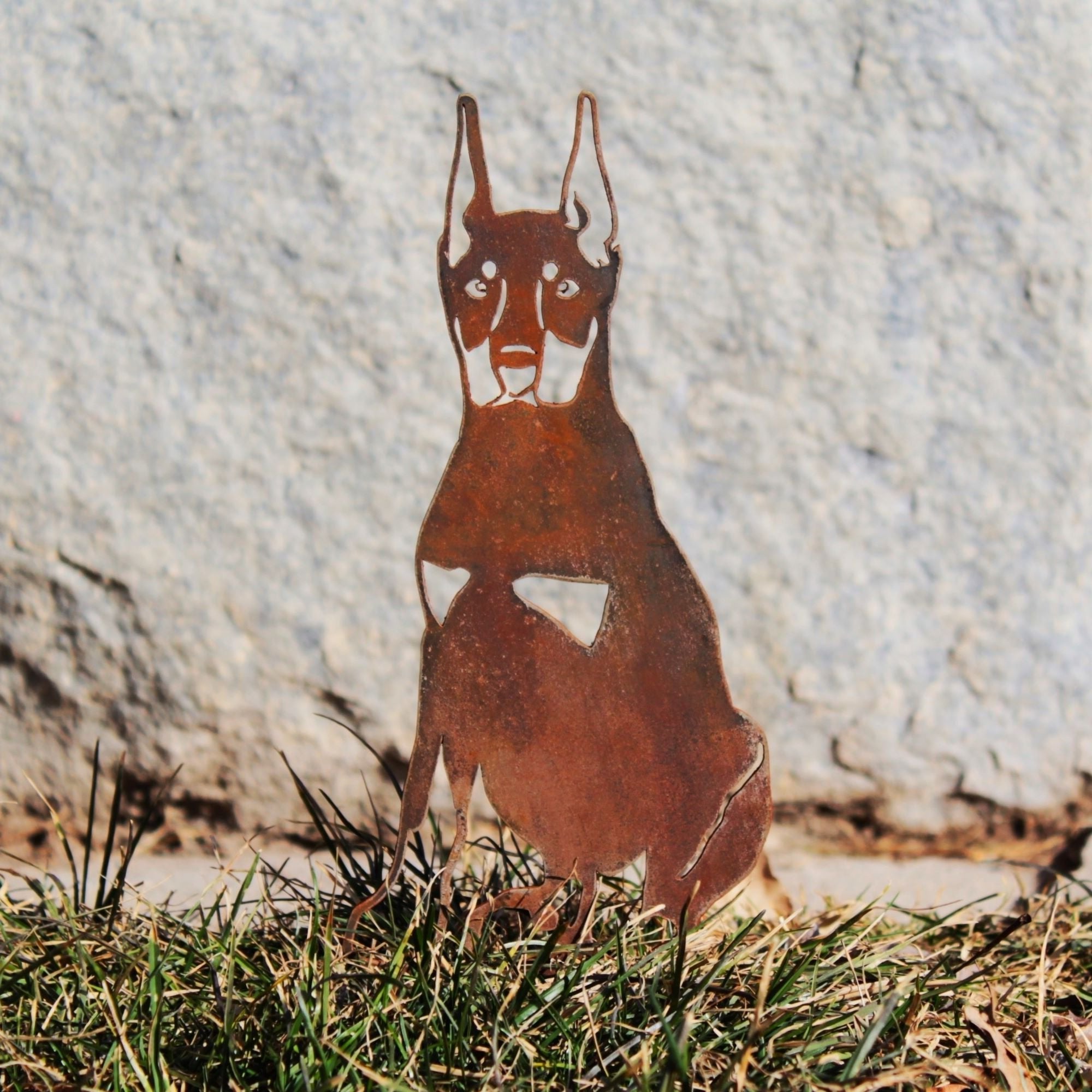 Doberman Pinscher - Cropped Ear