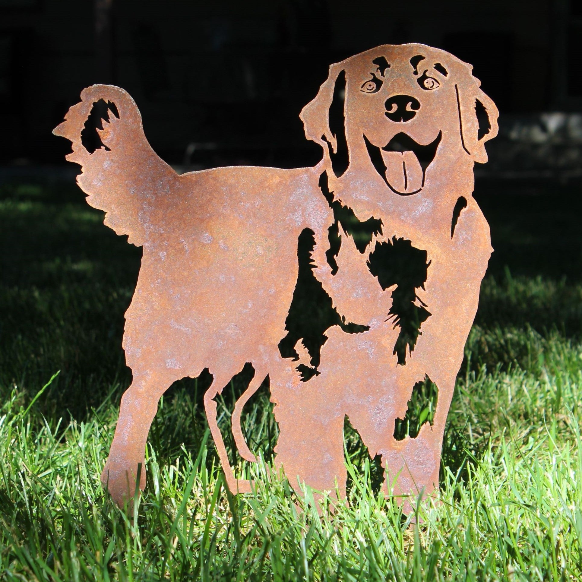 Golden Retriever - Standing