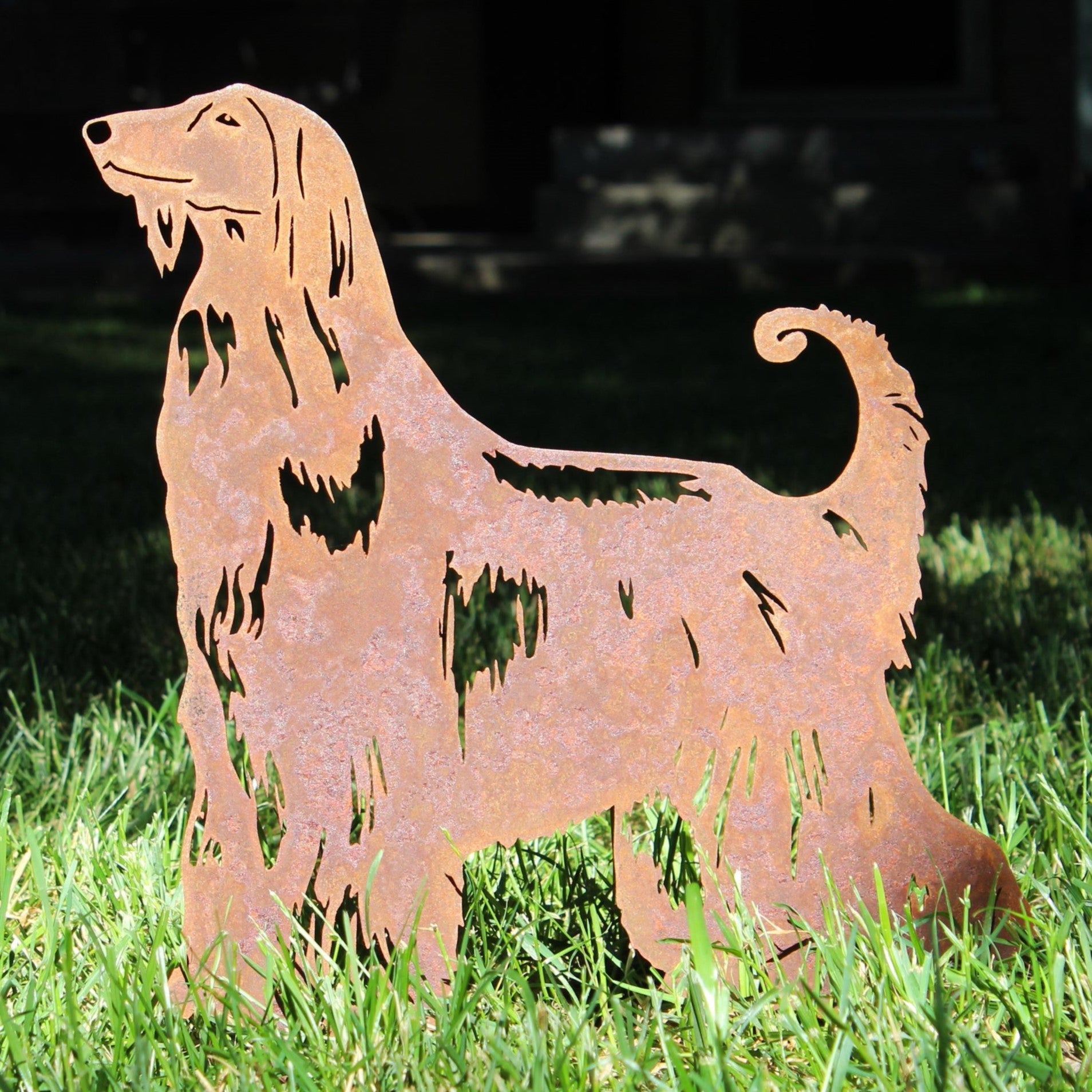 Afghan Hound